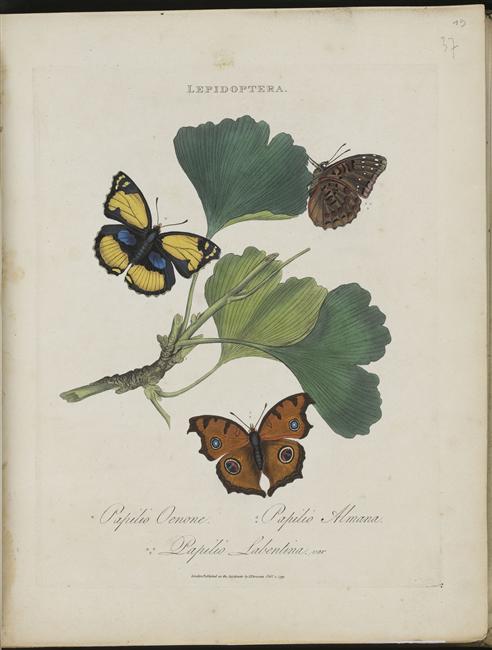 papilio oenone