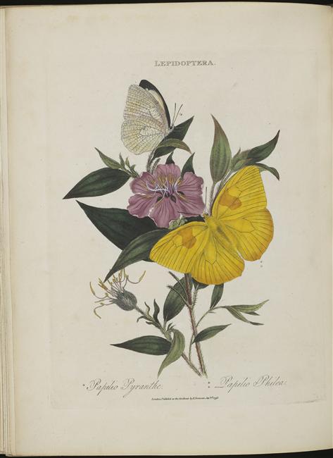 papilio pyranthe