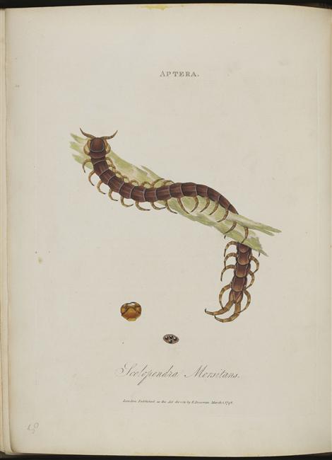 scolopendra