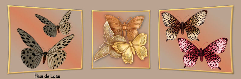 top papillons