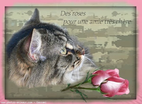 merci ,Bellisima pour ce somptueux cadeau tres gros bisous pour te  remercier par chat-chien blog (France)