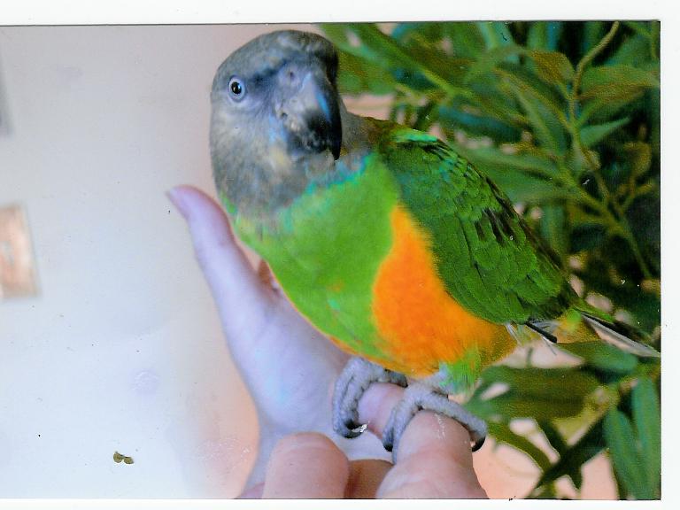 Pablo1