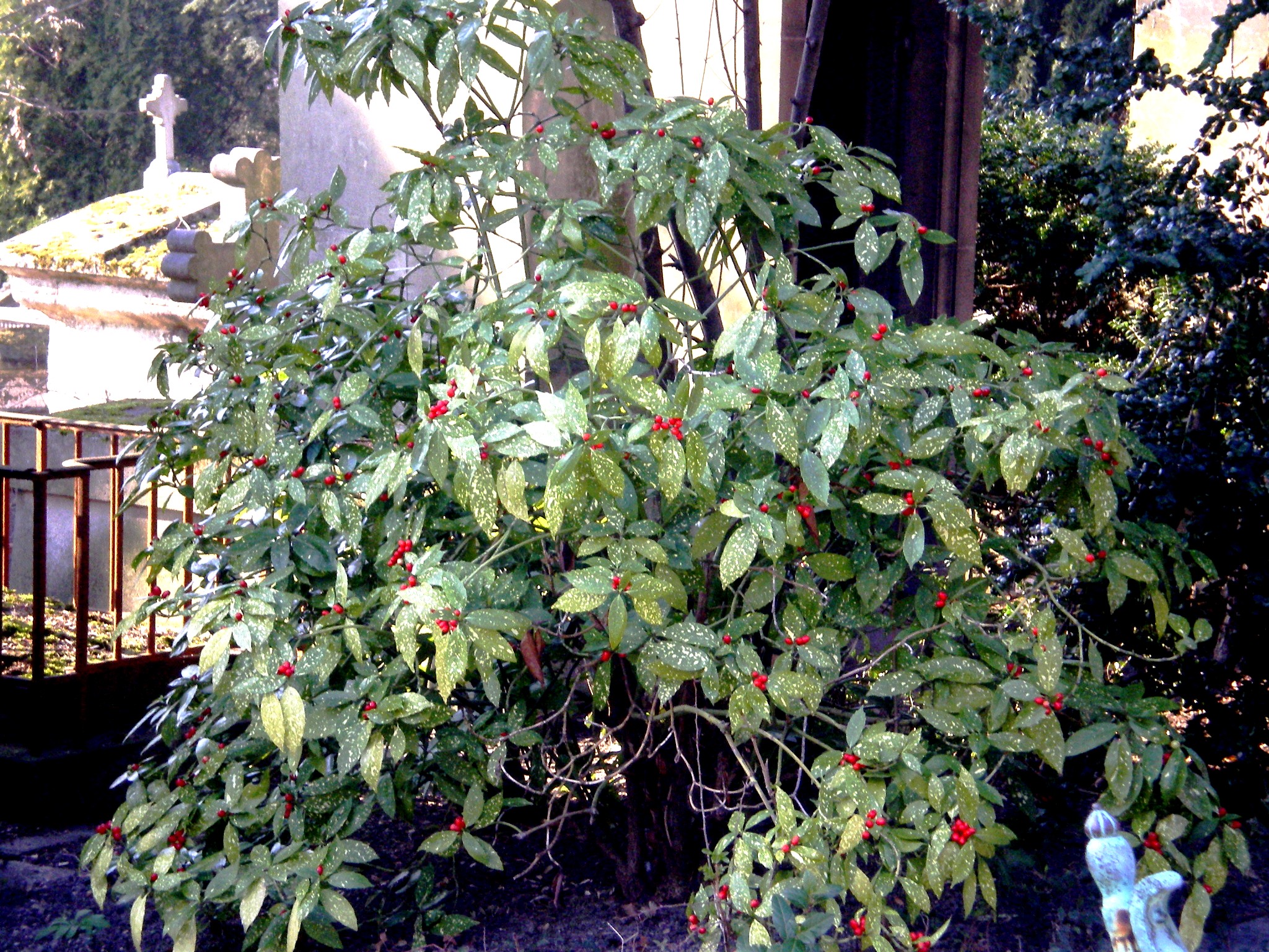 IMGP06522