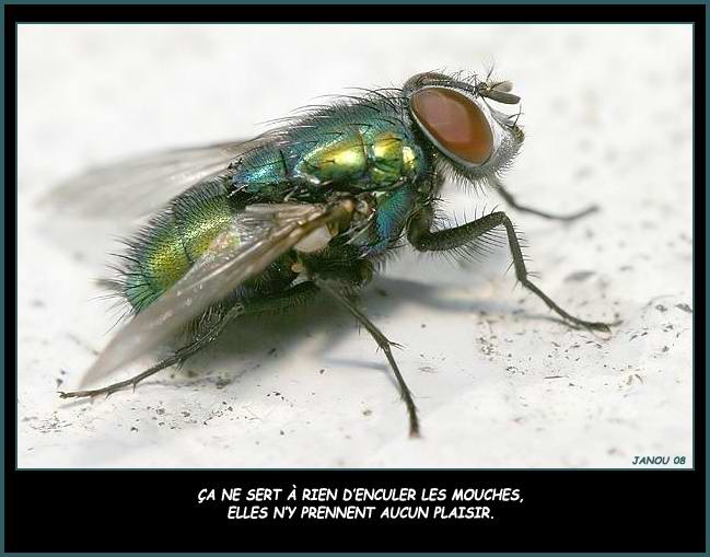 mouches