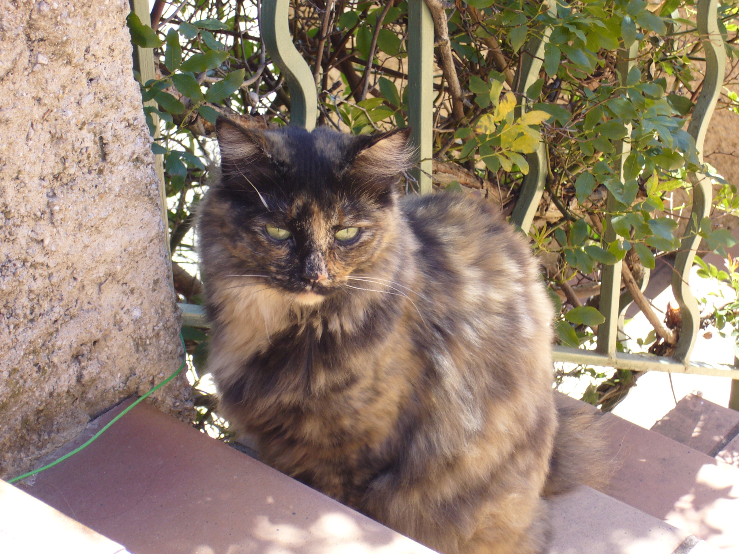 Calinette 2
