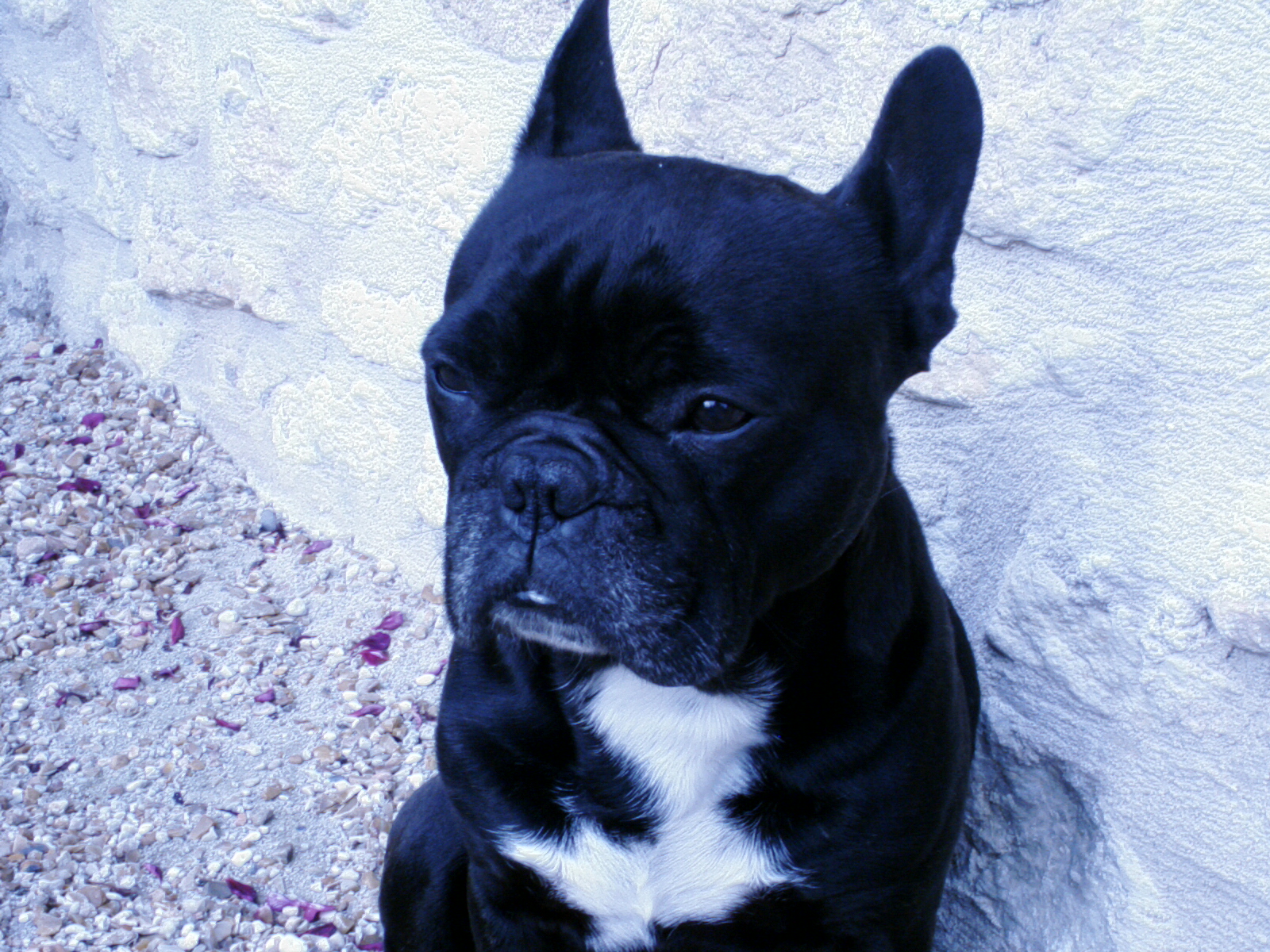 Copie de tichacha