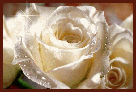 roseblanche