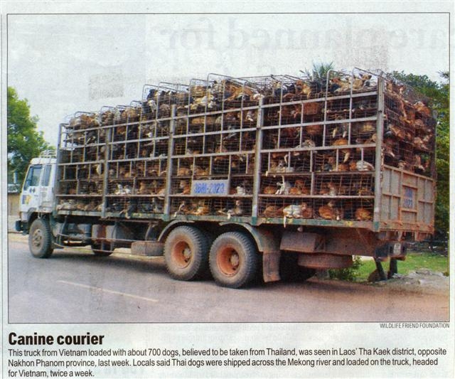 Le cruel destin des animaux en Thailande et au Vietnam 080306082726179991797476