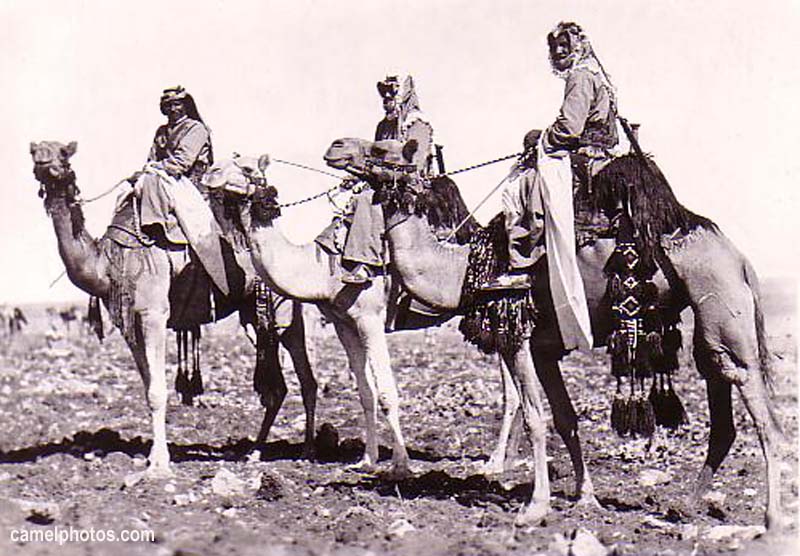 arab_camel_corps