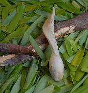 bushcraft3