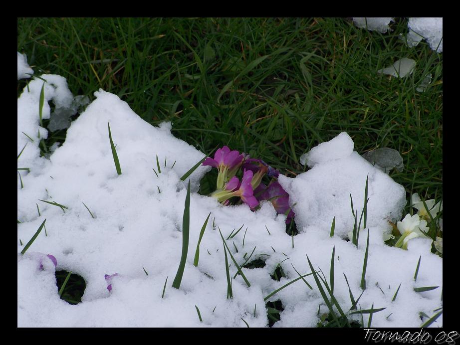 Neige du 24 Mars 2008 dans les Ardennes (20 photos) 080324121304101411865807