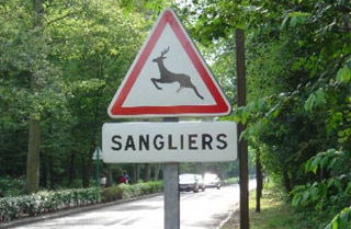 sanglier