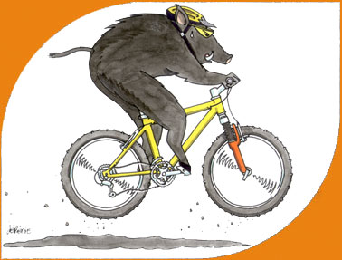 dessin-sanglier