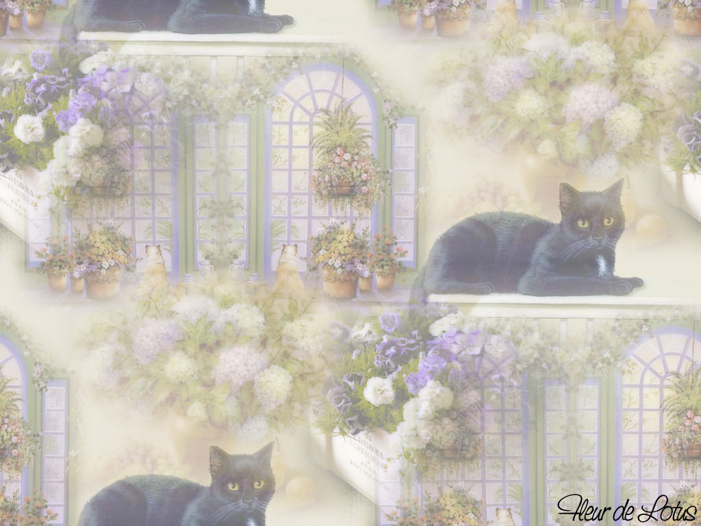 chat noir