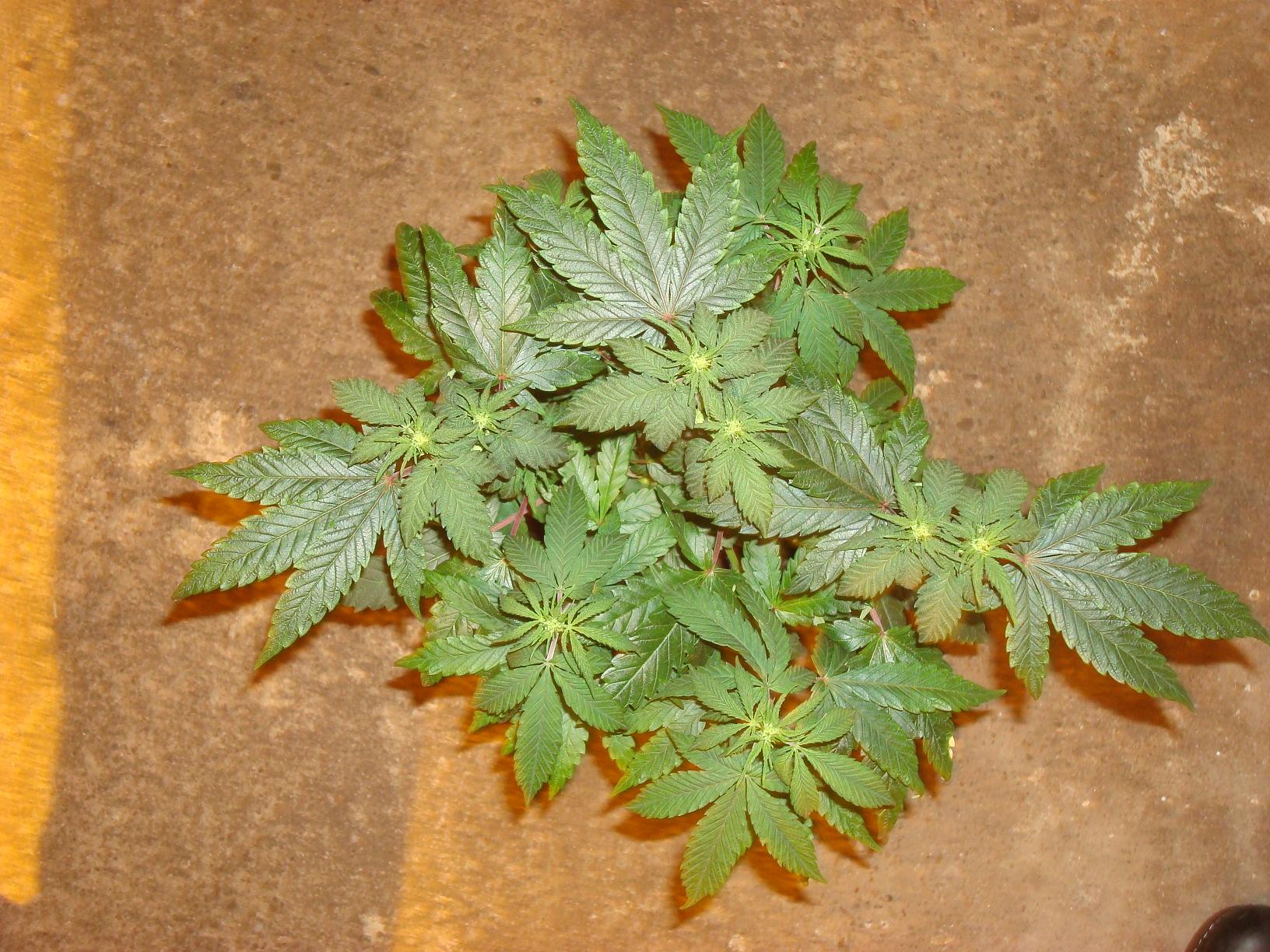 06