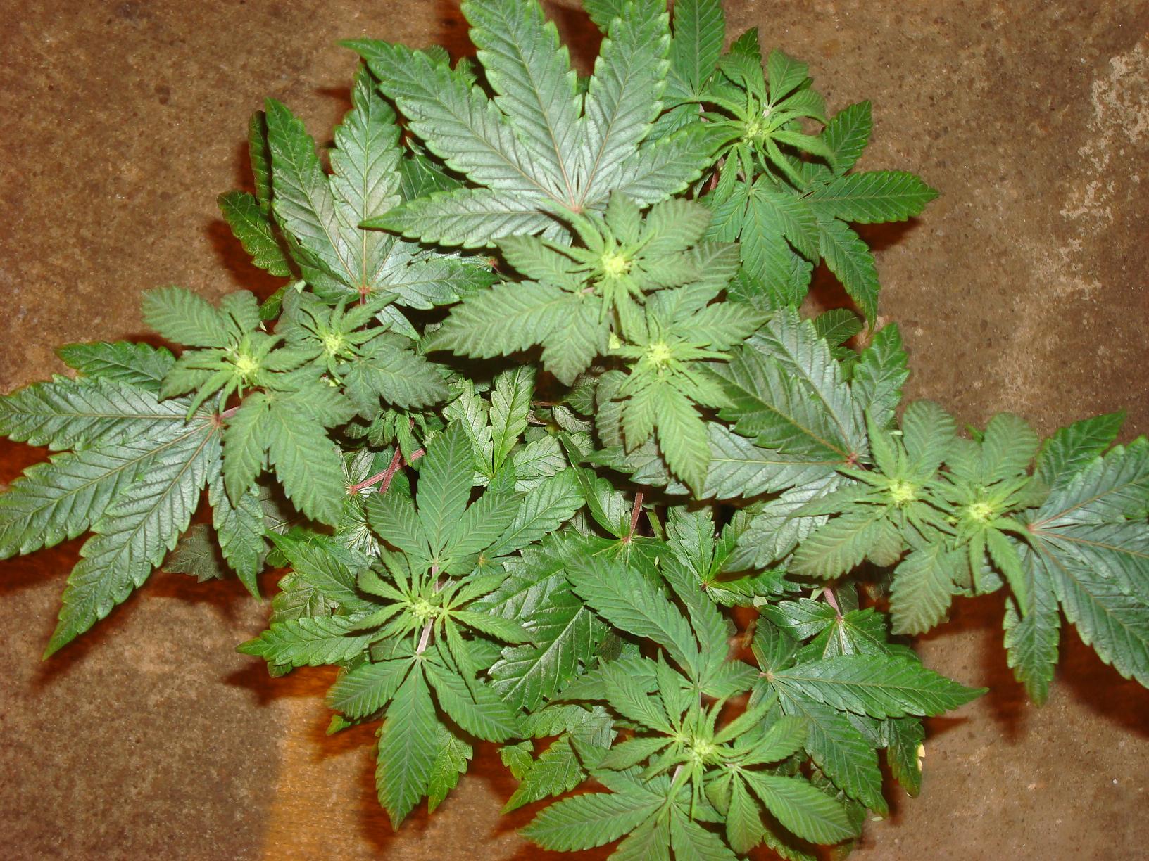 07