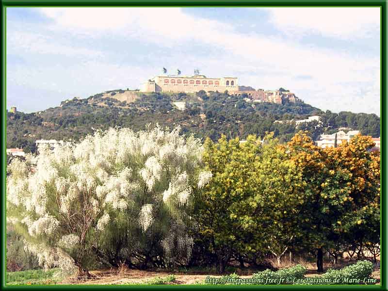 02-10_Genet-mimosa-et-Fort