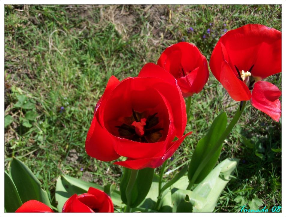 fleurs du printemps - Page 2 080427044600101411998498