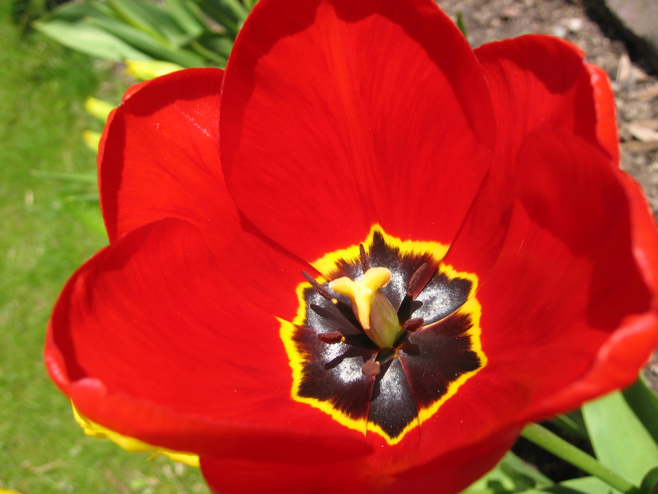 tulipe rouge