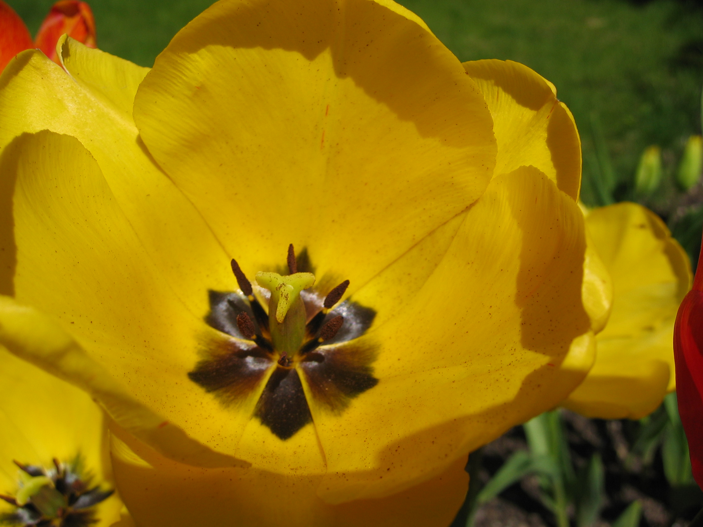 tulipe jaune