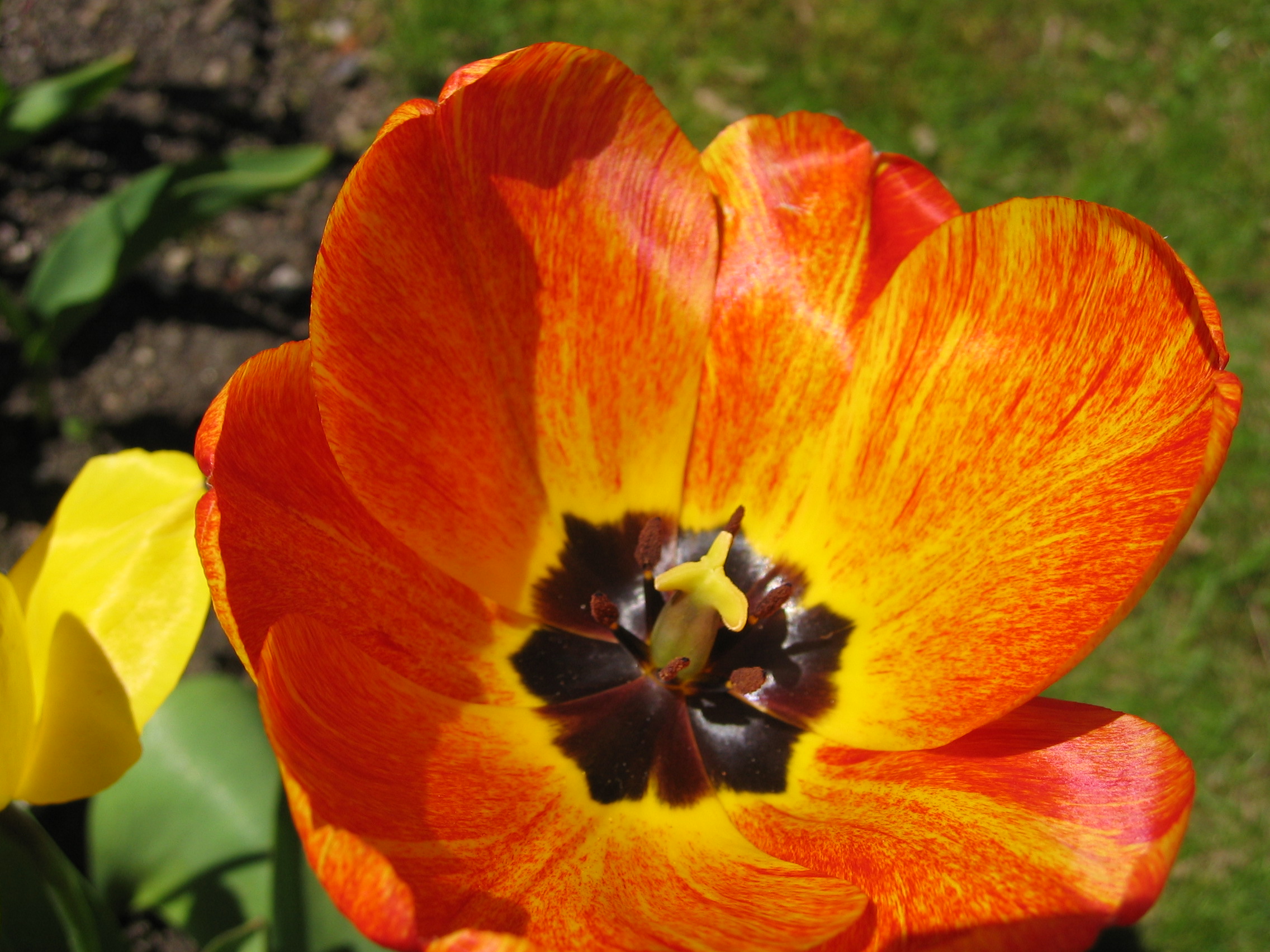 tulipe orange