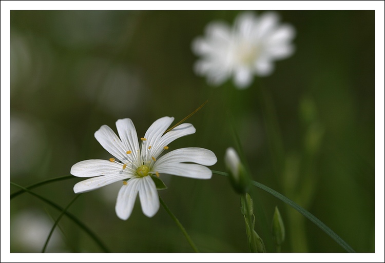 comme une fleur .. 080501125535281862014210