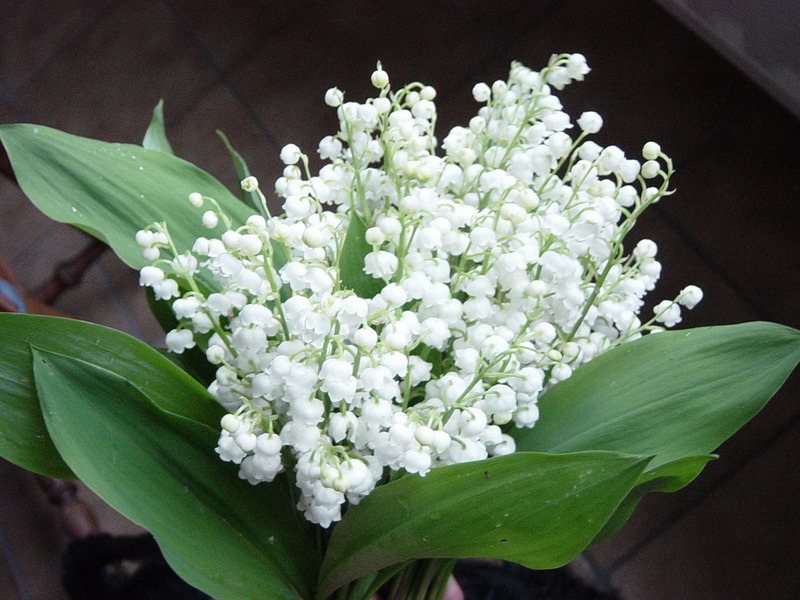 Brin de muguet du 1er Mai 08050106501313082015553