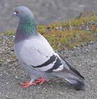 pigeon12
