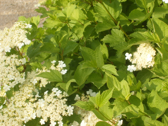 arbuste à fleurs blanches 080509102200248902044909