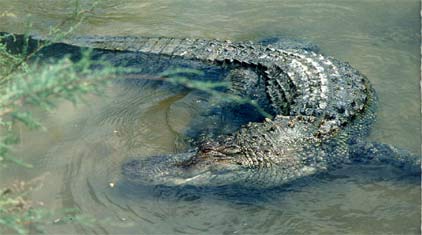 american_alligator2