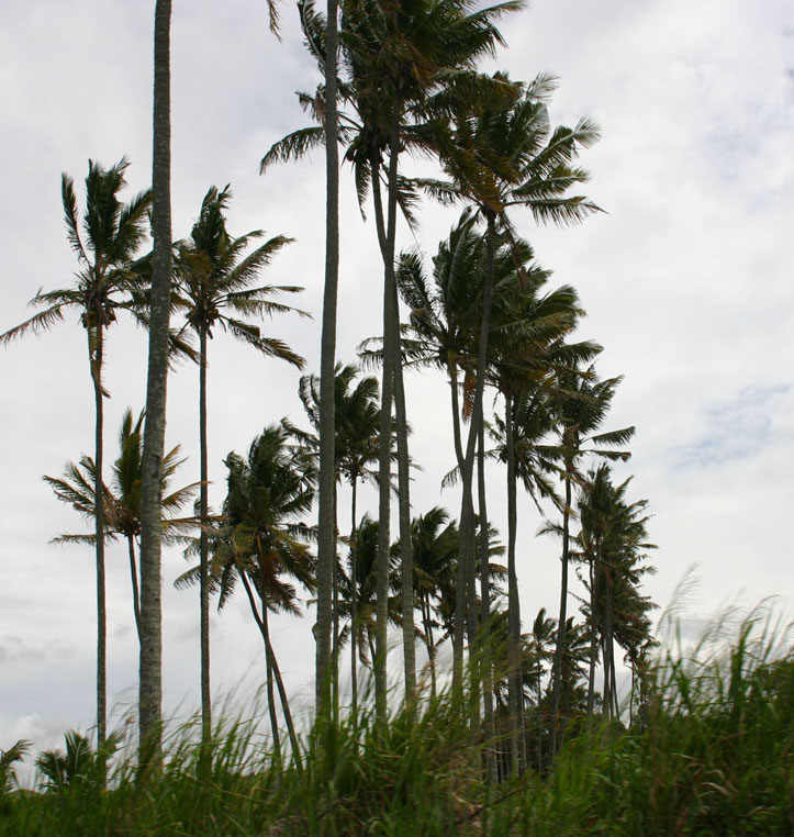 cocotiers