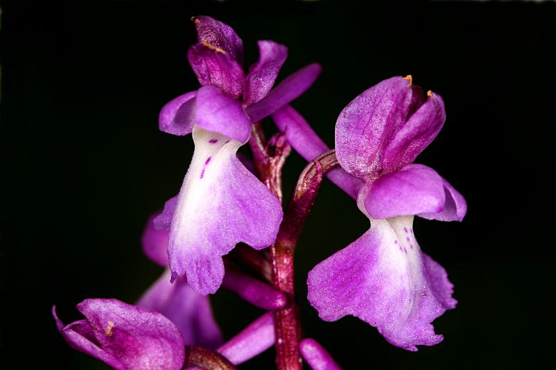 Orhide singe, exotique et... ? 08051802190746222081341