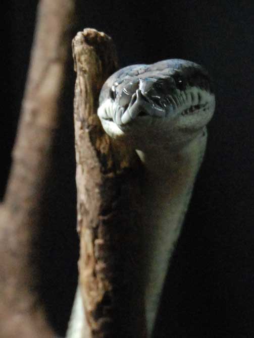 python_tapis_07