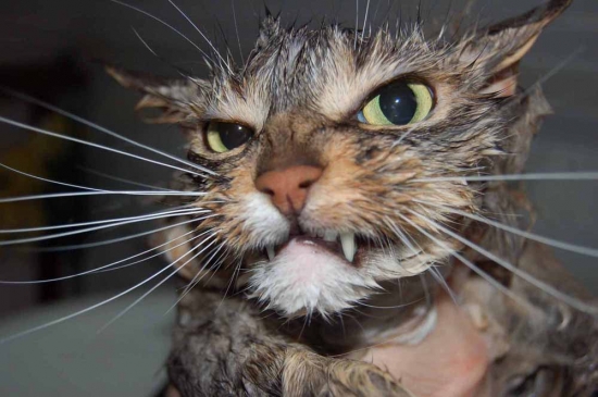 autres-chats-france-1230698609-1168429