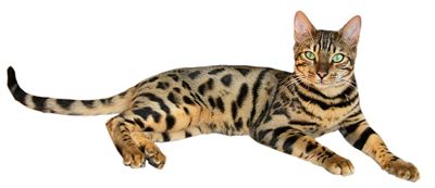 400px-Brown_spotted_tabby_bengal_cat