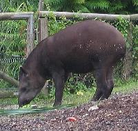 tapir Mini_080523094851209082106049
