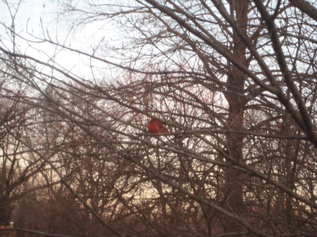 cardinal