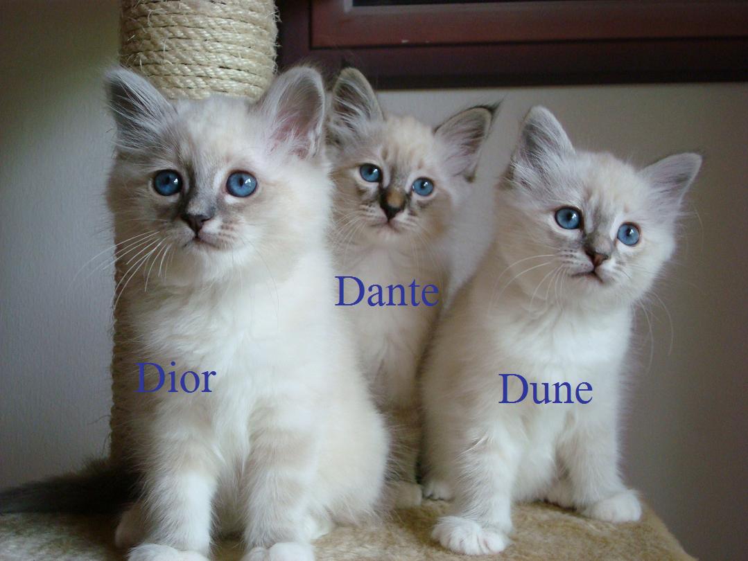 Dior, Dante, Dune (25 mai 2008)