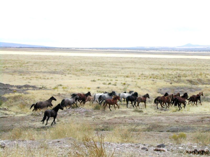 800px-Mustang_Utah_2005_2
