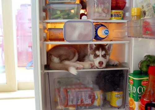 photos_humour_chiens_chiots%20(7)[1]