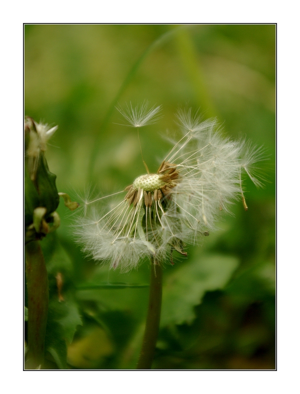 Thème: Les fleurs - Page 18 080528094744180202127270