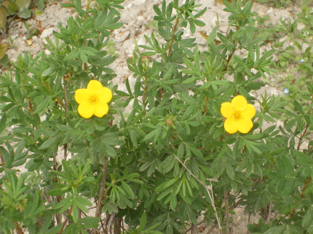 plante fleurs jaunes
