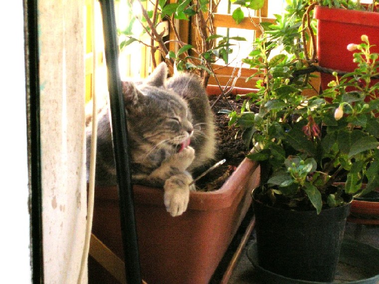 minette 2005
