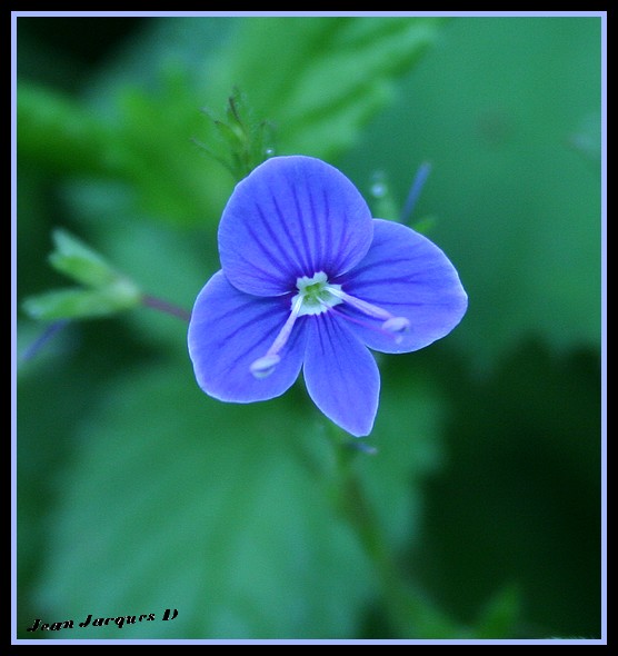 Fleurs Bleue