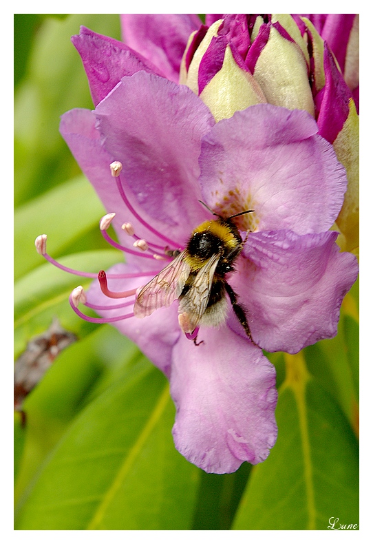 Thème: insectes et araignées - Page 24 080608104103308702163540