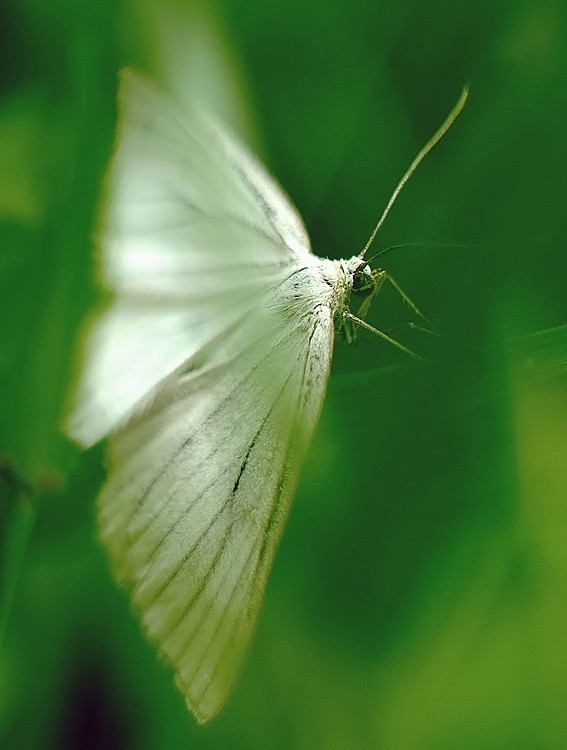 Thème: insectes et araignées - Page 24 080608104103308702163541