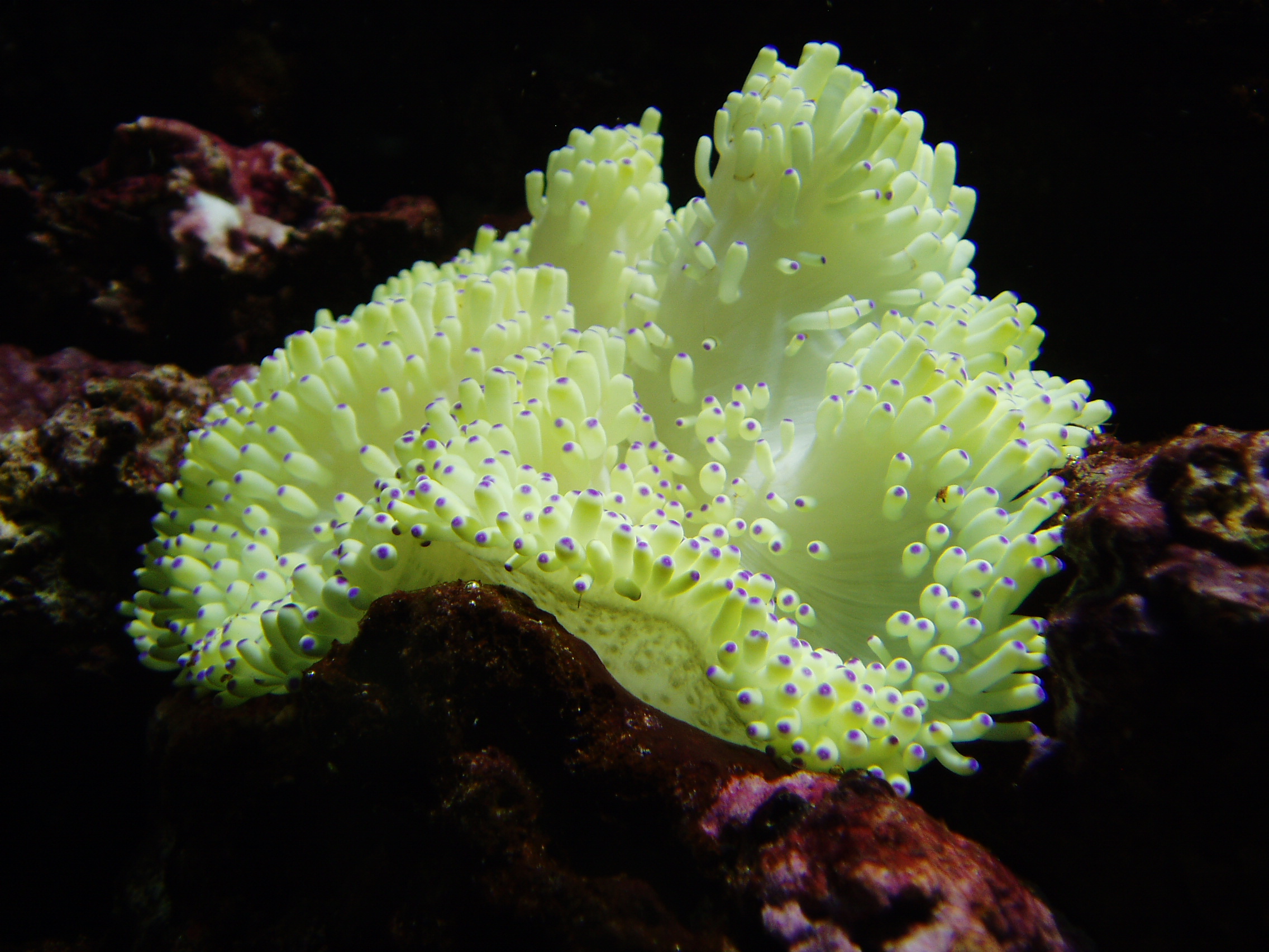 Anemone