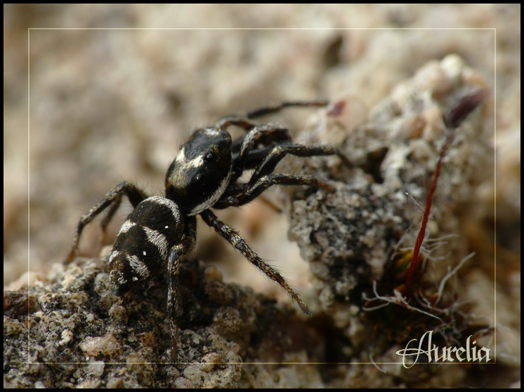 spécial araignée 080613085533113312177409