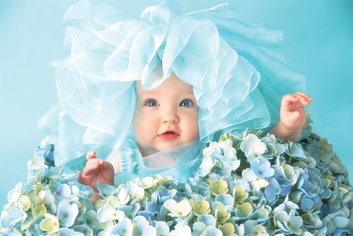 bbhortensia