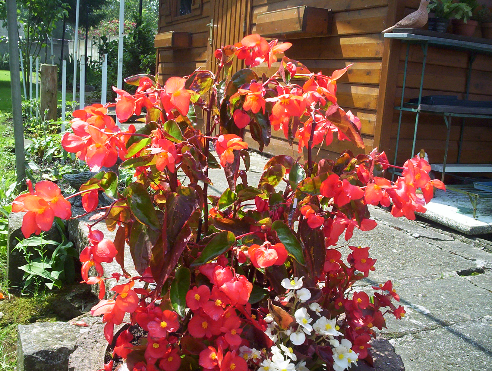 plante